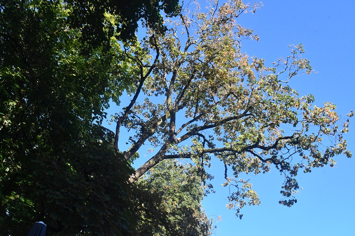 ARBRE GRANVELLE BESANCON