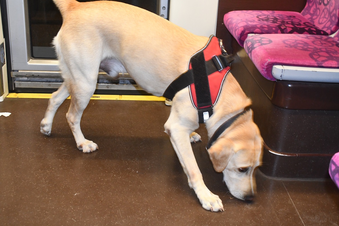 DOUANE POLICE DROGUE CHIEN