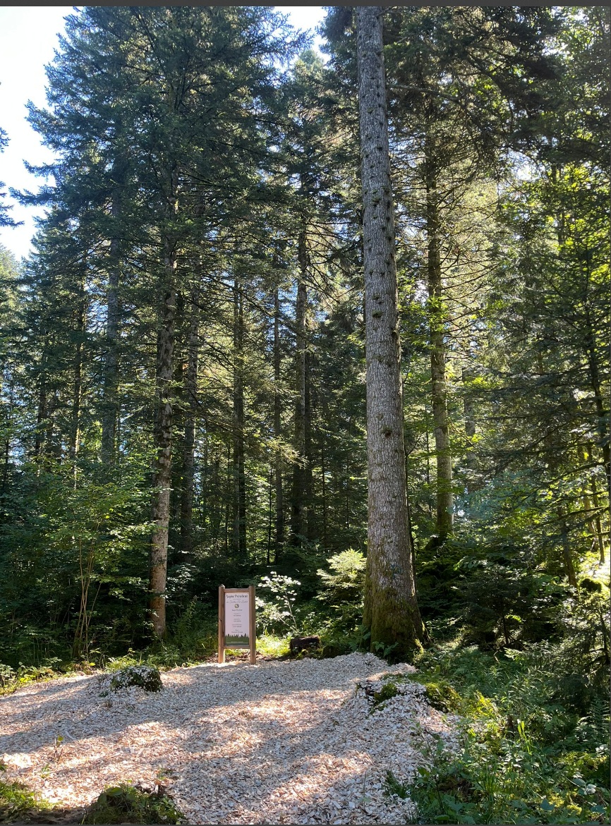 sebastien populaire sapin président 2