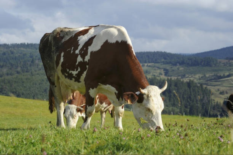 Crise sanitaire bovine : « il est temps de vacciner, pas d’abattre »