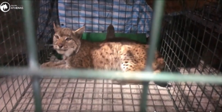 Femelle lynx blessée par une balle de chasse : le Centre Athenas porte plainte