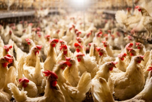 Besançon : Mobilisation de L.214 contre « les pire pratiques de l’élevage intensif des poulets »