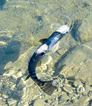 Mortalité des poissons : Le collectif SOS Loue et Rivières Comtoises alerte sur l&#039;état des cours d&#039;eau