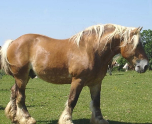 Concours national des chevaux Comtois à Maîche : fierté, tradition et exigence
