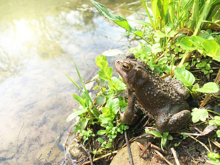 Environnement  : Sauvetage des amphibiens en Franche-Comté