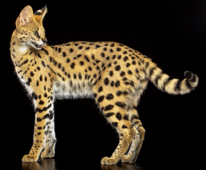 Métabief : La piste d’un trafic d’espèces privilégiée