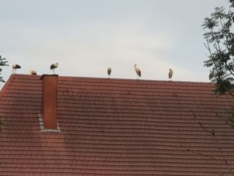 Instantané : Les cigognes à la Rivière Drugeon