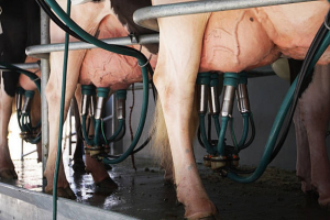 Agriculture : manifestation des producteurs de lait à Paris