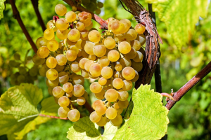 Canicule, sécheresse, manque d&#039;eau et de saisonniers : Des viticulteurs inquiets à l&#039;approche des vendanges