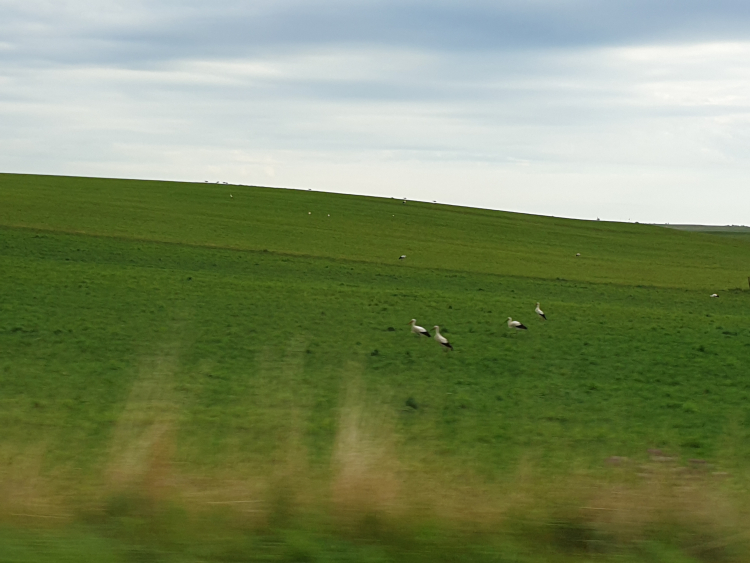 Nature : Une quarantaine de cigognes à Bulle