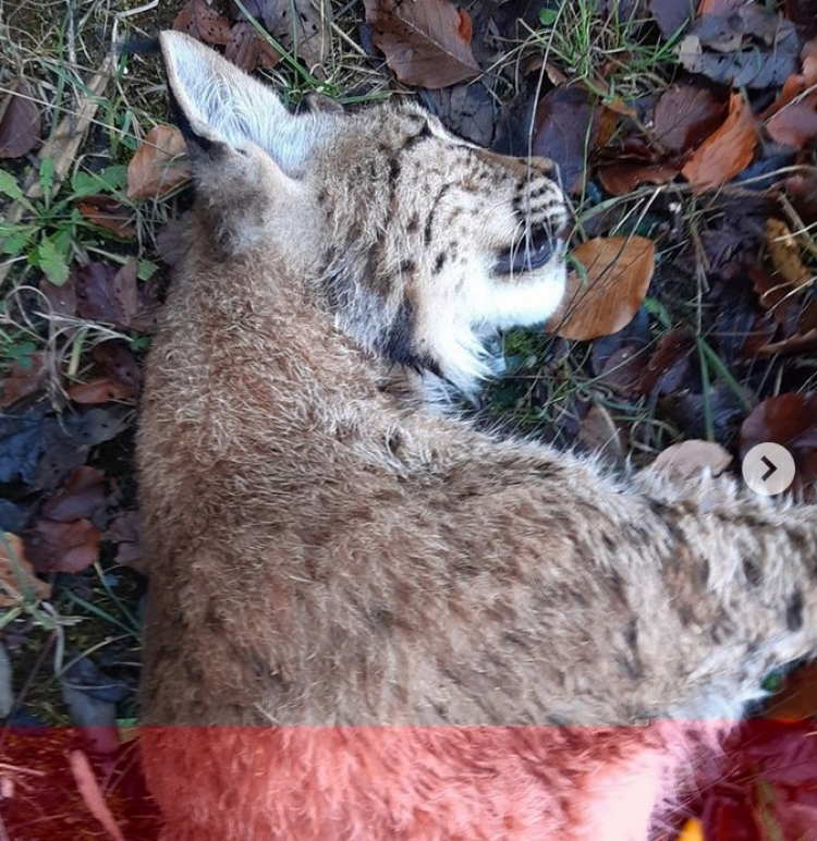 Massif du Jura / Lynx : une nouvelle collision routière mortelle
