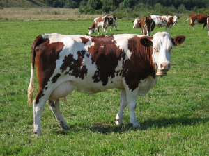 Besançon  : 196 vaches attendues à la foire comtoise