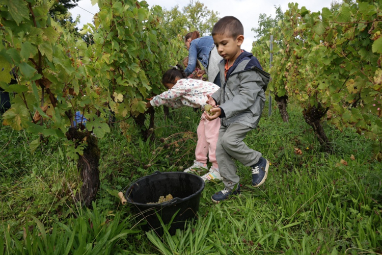 Les vendanges du Clos Rouget-de-Lisle : tradition et transmission à Lons-le-Saunier