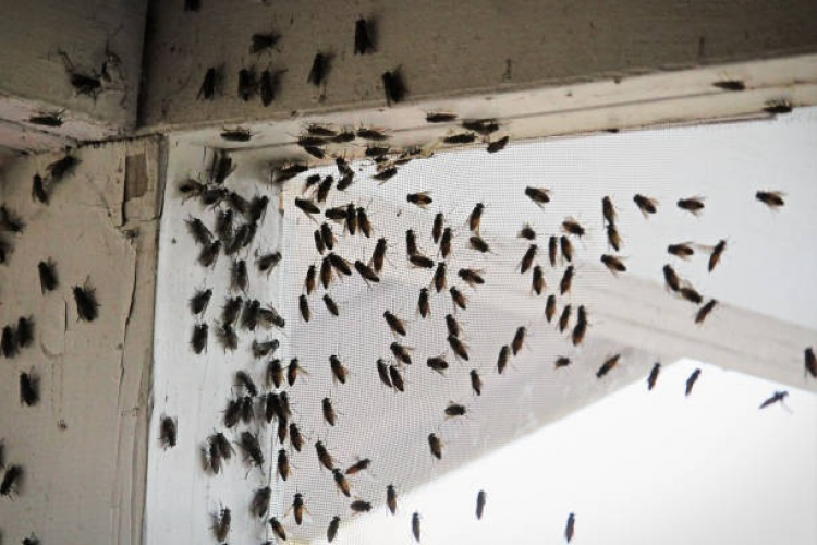 Vercel :  les mouches ont quitté les lieux. Les offices religieux vont reprendre.