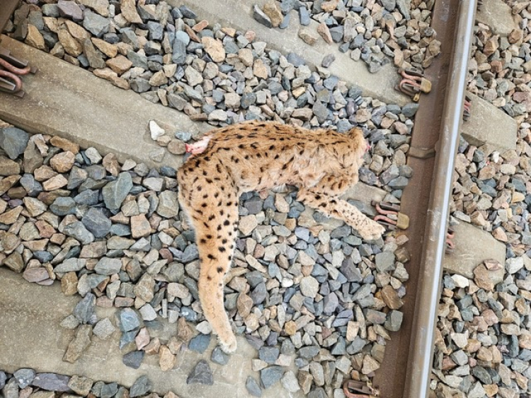 Jura : un lynx retrouvé mort sur une voie ferrée