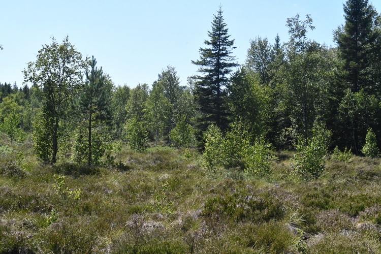 Eau : Les zones humides, des sites à préserver