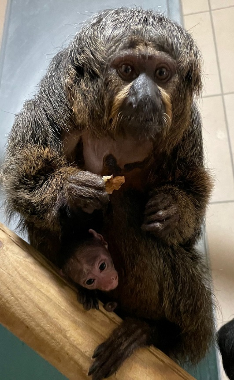 Animaux : Carnet blanc à la Citadelle de Besançon