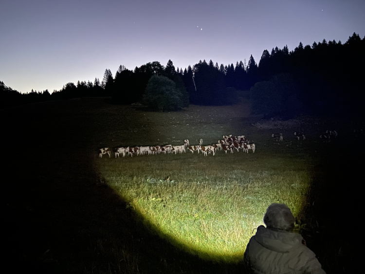 FERUS poursuit son engagement dans le massif du Jura face &agrave; la pr&eacute;sence du loup