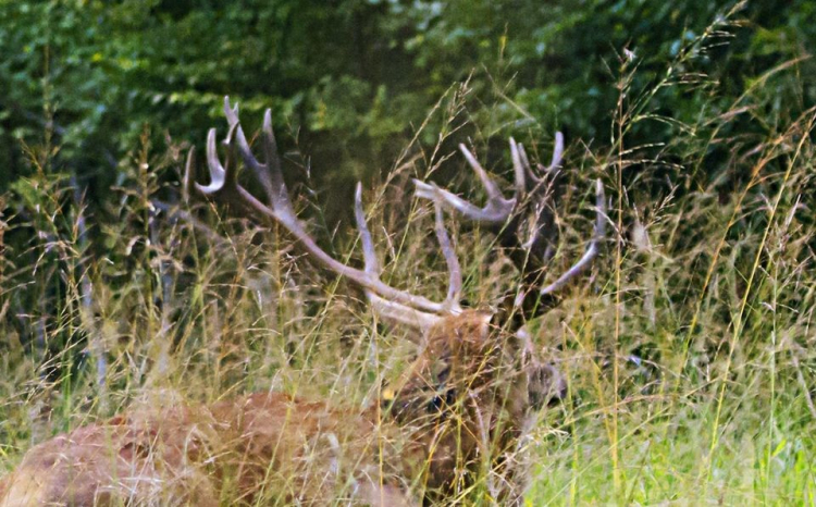 Nature : Vincent le cerf retrouvé mort en forêt de Chaux