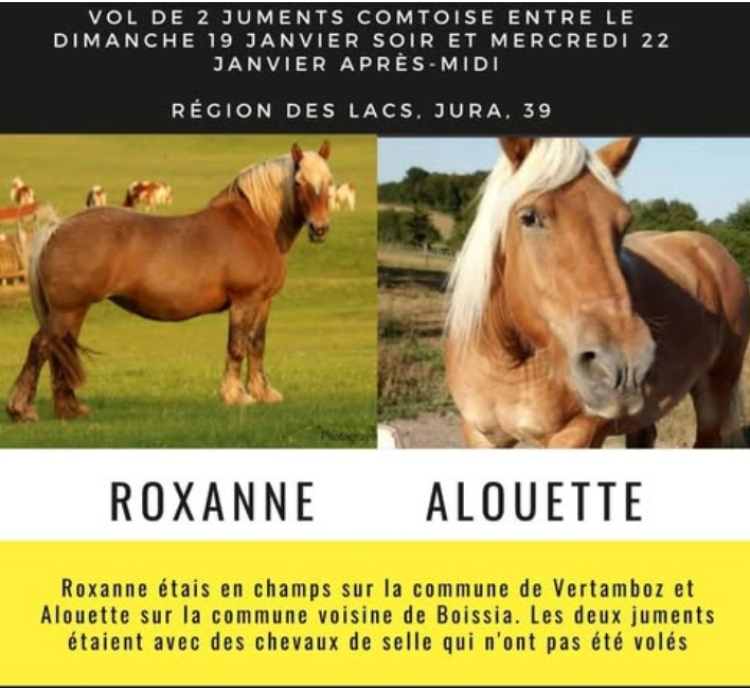 Jura : appel à témoins après la disparition de deux juments