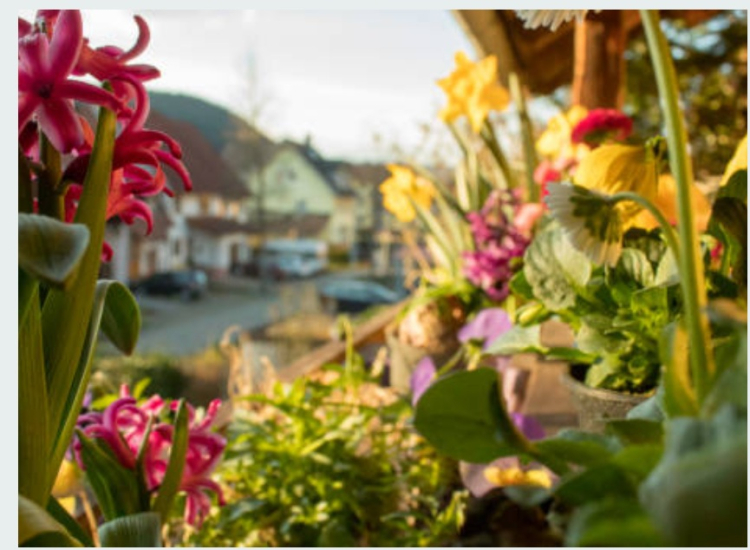 Morteau : 48 communes du Doubs r&eacute;compens&eacute;es par le label Villes et Villages Fleuris