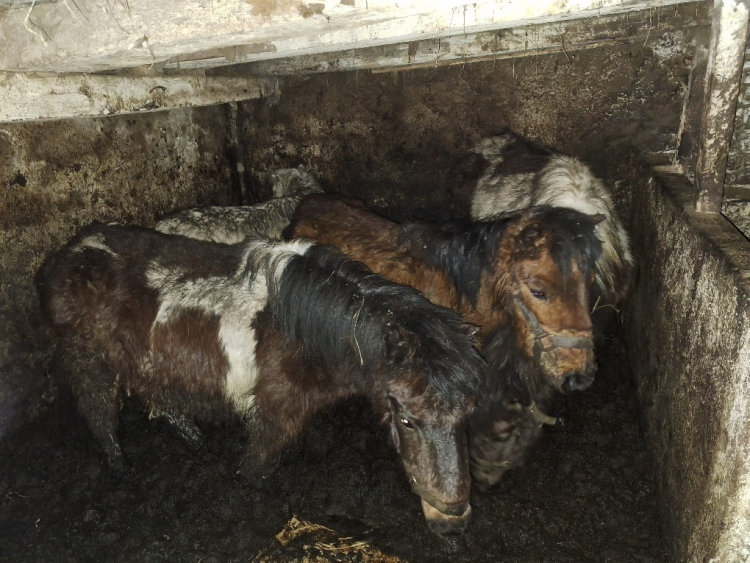 Ouvans : les poneys du Parc Micaud vivaient dans un endroit insalubre