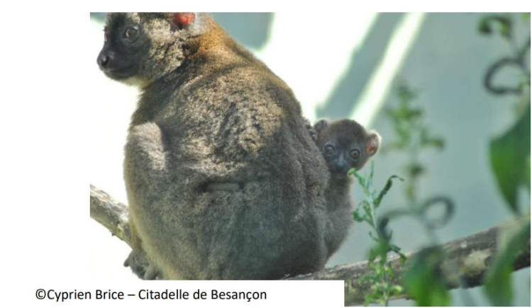 Besan&ccedil;on : une naissance rarissime de Grand Hapal&eacute;mur au Mus&eacute;um de la Citadelle