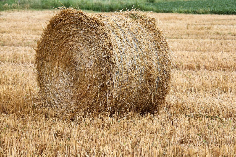 S&eacute;cheresse en Bourgogne&ndash;Franche-Comt&eacute; : le monde agricole r&eacute;clame un plan d&rsquo;urgence