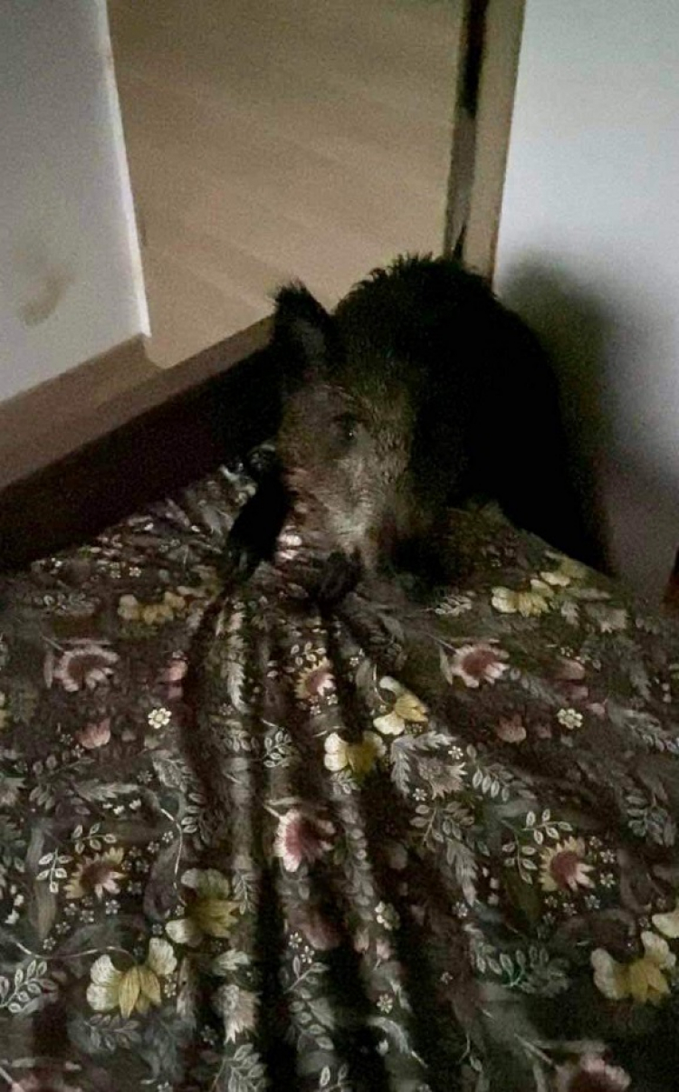 Haute-Saône : trois jeunes sangliers s’engouffrent dans une habitation