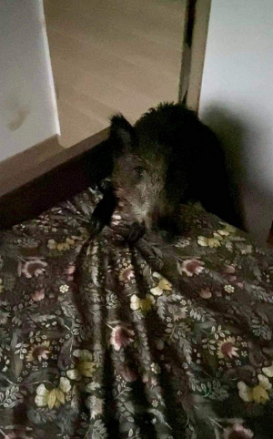 Haute-Saône : trois jeunes sangliers s’engouffrent dans une habitation