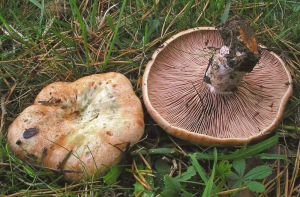 Santé : Hausse des intoxications aux champignons