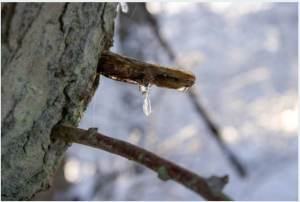 M&eacute;t&eacute;o : les Saints de glace apportent fra&icirc;cheur et grisaille en Franche-Comt&eacute;