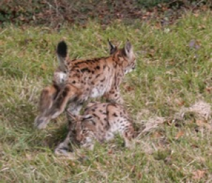 Lynx : la fédération des chasseurs du Doubs « ne souhaite pas un déclassement »