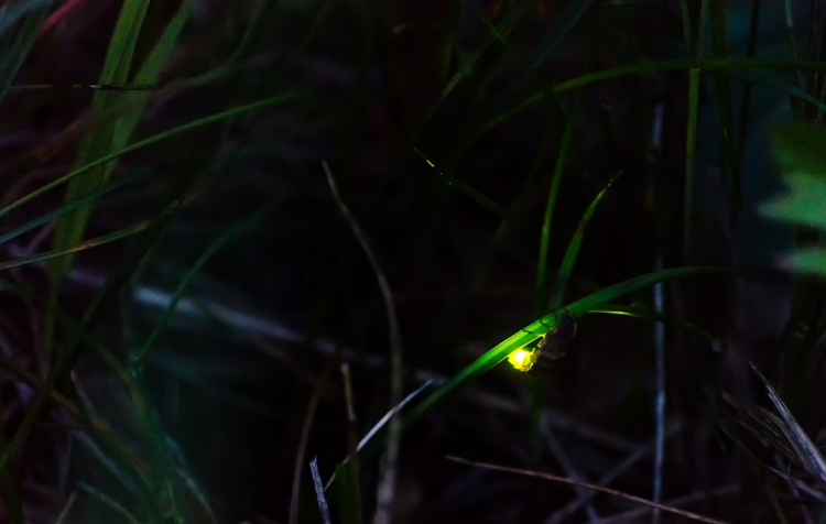 Mieux connaître la répartition des vers luisants dans la région