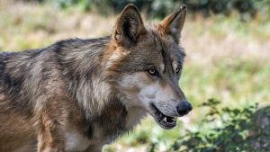 Identification d’une nouvelle meute de loups sédentarisée sur le massif du Risoux