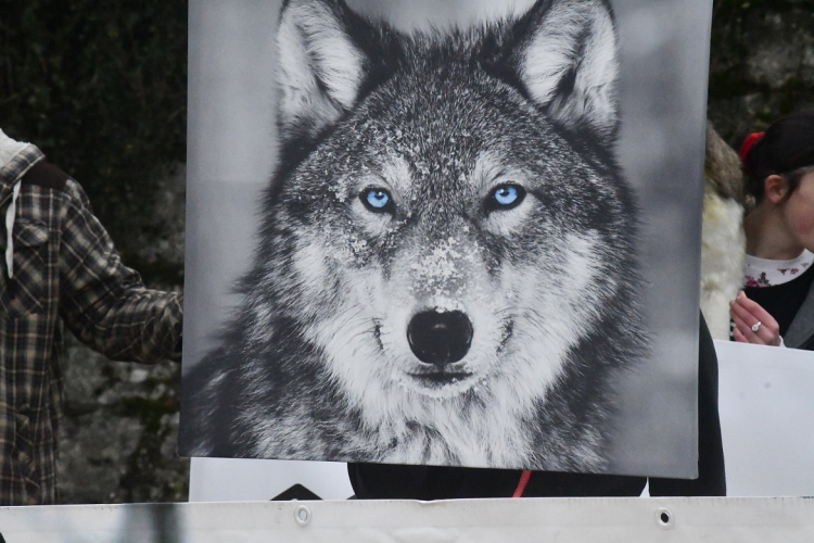 Environnement : le plan loup sera présenté la semaine prochaine