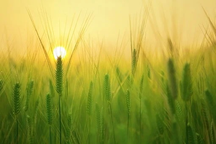 PAC 2026 : la campagne de t&eacute;l&eacute;d&eacute;claration se poursuit dans le Jura