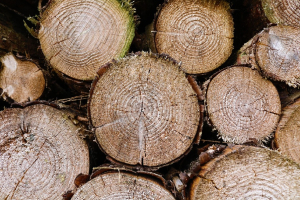 Besançon / Affouage 2025 : dépôt des dossiers du 3 au 23 février