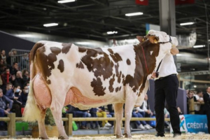 Salon de l&#039;agriculture : Gracieuse remporte le concours de la race montbéliarde