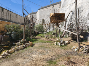 Un nouvel espace pour les langurs de Fran&ccedil;ois &agrave; la Citadelle de Besan&ccedil;on