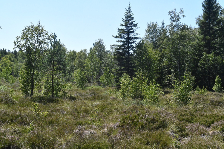 Frasne-Bouverans : la R&eacute;serve naturelle c&eacute;l&egrave;bre ses 40 ans avec une grande journ&eacute;e festive le 11 juin