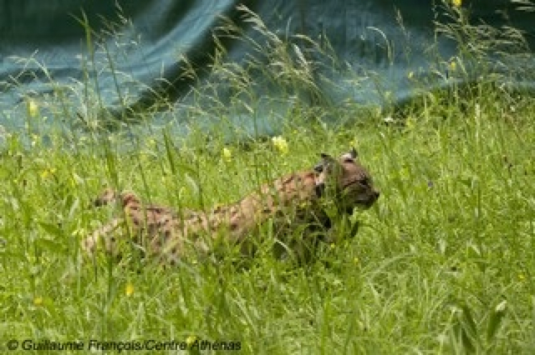 Biodiversité : Une lynx femelle remise en liberté à Morteau
