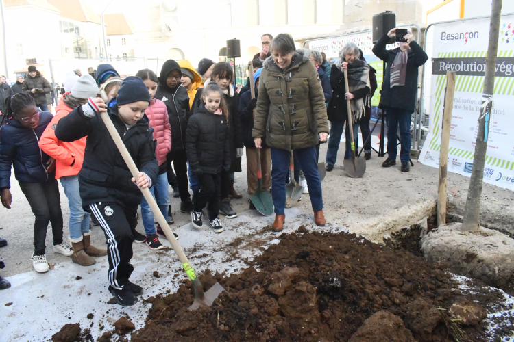 Hector, le premier arbre de la place de la Révolution de Besançon !