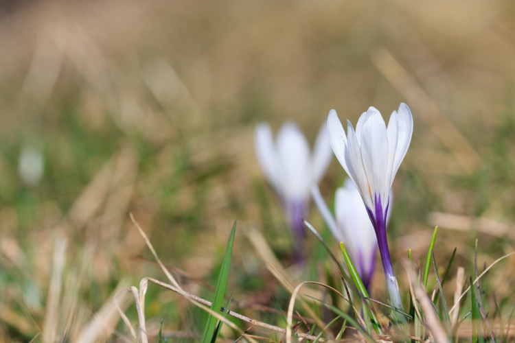 Le grand inventaire des plantes printanières de Franche-Comté