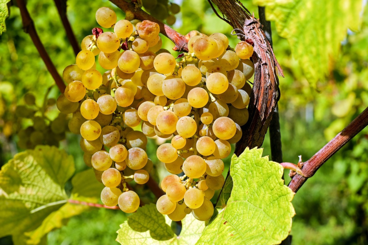 Le vignoble jurassien frapp&eacute; par une chute historique de sa production