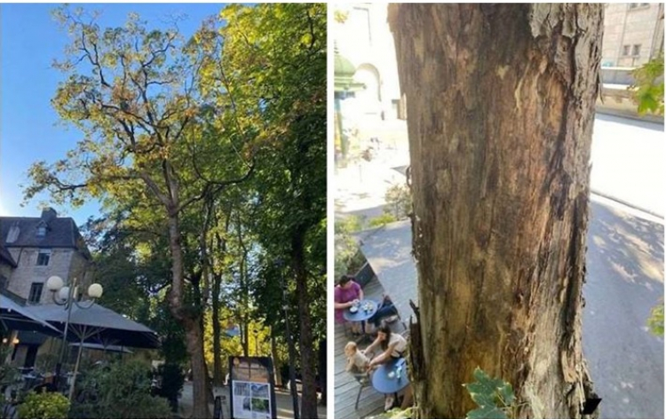 Besançon : abattage d’un érable place Granvelle