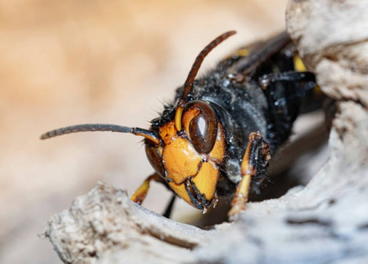 Le frelon asiatique : un danger pour la biodiversité