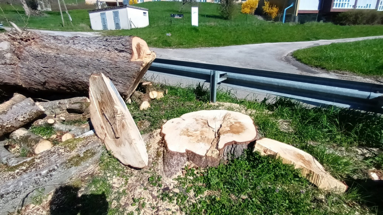 Salins les Bains / Abattage d&#039;arbres : « Pays de Salins Environnement » demande des comptes