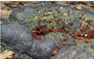 Découverte mycologique en Bourgogne-Franche-Comté