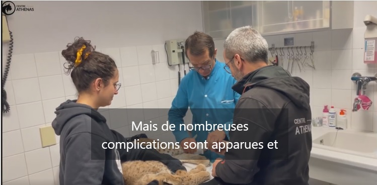 Centre Athenas : un 28è lynx blessé remis en liberté
